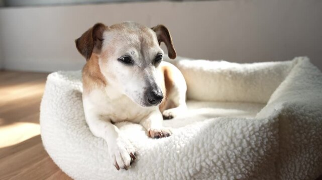 old senior dog Jack Russell terrier lies resting in white cozy bed. sleepily looks closes eyes. Video footage. home safe atmosphere pet rest in the sun