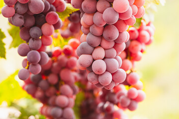 Red grape clusters in selective focus. Grape clusters hanging from a branch in a vineyard.