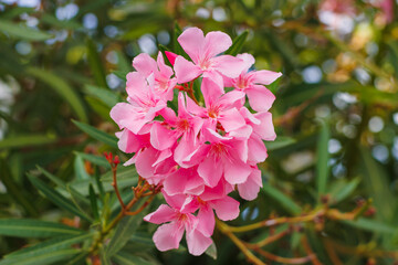 Pink oleander flowers clustered together with lush green leaves in the background.
