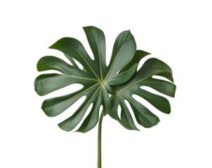 Striking Monstera Deliciosa Leaves, A Botanical Close-Up Displaying Intricate Lobed Edges and Veins on an Isolated Background Perfect for Nature Enthusiasts
