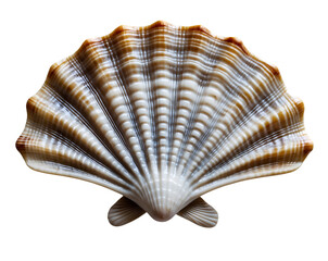 Striking macro photograph highlighting the intricate details of a fan shaped ark shell with ribbed texture showcasing nature's artistry and minimalist composition