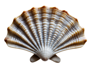 Striking macro photograph highlighting the intricate details of a fan shaped ark shell with ribbed texture showcasing nature's artistry and minimalist composition