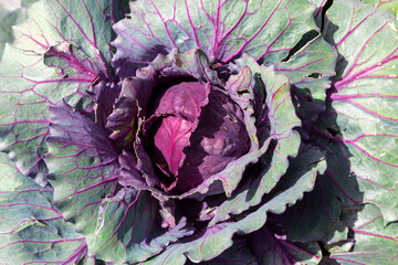 Red cabbage is a vegetable used in many different dishes in Anatolia. It is a plant with wide and...