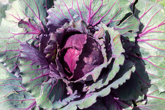 Red cabbage is a vegetable used in many different dishes in Anatolia. It is a plant with wide and thick layers of leaves, grown as a fall and winter vegetable and has many species.