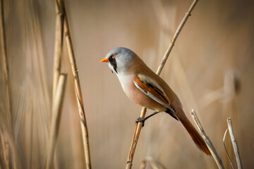 Close-up of an adult male Bearded Reedling holds on to the dry reed stem perpendicular to the camera lens with gold-beige reed background with copyspace on a sunny spring evening.