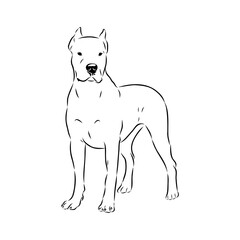 Argentine Great Dane vector sketch beautiful Great Dane line art images