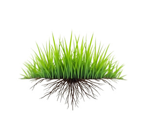 Vibrant green grass with detailed root system isolated against a pristine white backdrop symbolizing nature's balance and growth process showcasing the plant anatomy