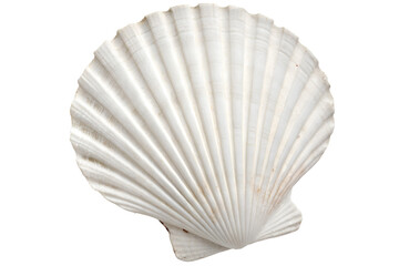  white seashell with detailed ridges on white background