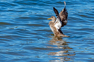 Female Gadwall Duck spreading wings on lake