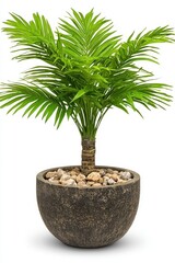 Obraz premium Lush Green Palm Plant in Dark Brown Textured Pot