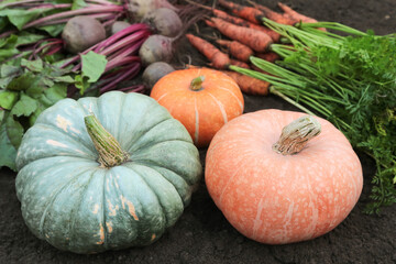 Organic vegetables in garden. Summer harvest of fresh dirty carrot, beetroot, pumpkin close up on soil ground. Harvesting, cultivation