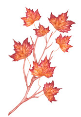 Hand painted watercolor illustration of a twig with autumn leaves. Hand drawn watercolor. For seasonal holidays, wedding, birthday and whatever your heart desires.
