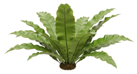 Isolated Bird's Nest Fern with Vibrant Green Fronds