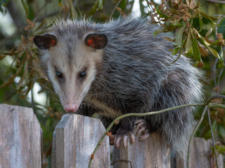 A possum in a Texas neighborhood during the day.