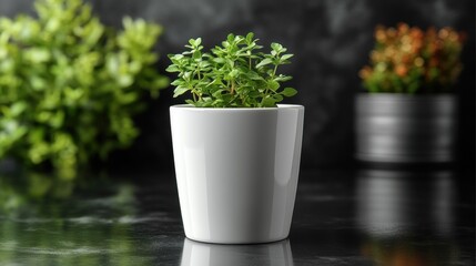 Aromatic Herb in White Pot, Indoor Greenery