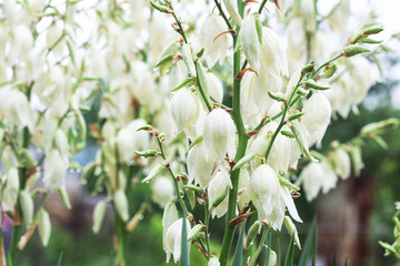 White yucca flowers close-up with water drops after rain.