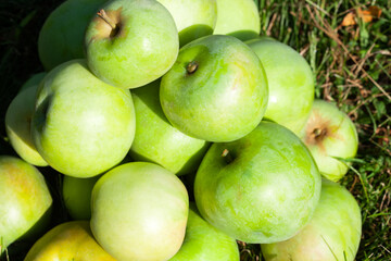 Green apples in an apple orchard. Growing fruits in the garden.