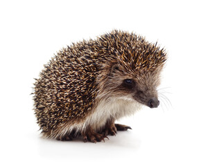 One hedgehog isolated.