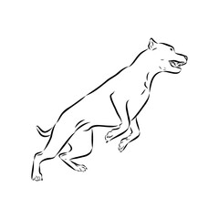 Argentine Great Dane vector sketch beautiful Great Dane line art images
