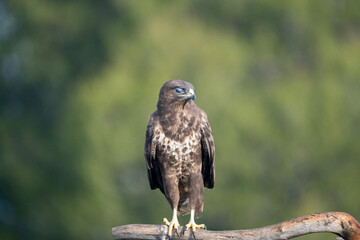 Common Buzzard (Buteo buteo) photographed in Spain