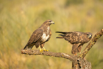 Common Buzzard (Buteo buteo) photographed in Spain