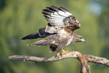 Common Buzzard (Buteo buteo) photographed in Spain