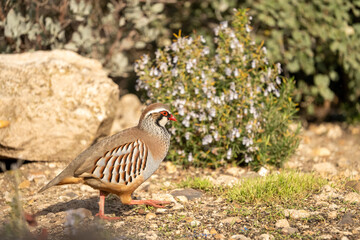 Red-legged partridge (Alectoris rufa) photographed in Spain