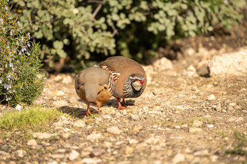 Red-legged partridge (Alectoris rufa) photographed in Spain