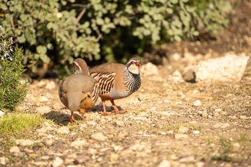 Red-legged partridge (Alectoris rufa) photographed in Spain