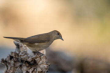 Blackcap (Sylvia atricapilla) photographed in Spain