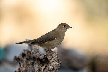 Blackcap (Sylvia atricapilla) photographed in Spain