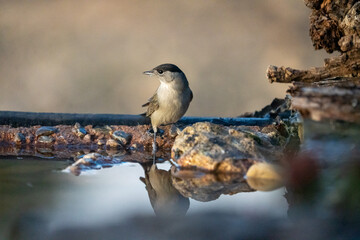 Blackcap (Sylvia atricapilla) photographed in Spain