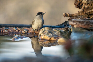 Blackcap (Sylvia atricapilla) photographed in Spain