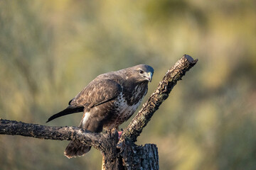 Common Buzzard (Buteo buteo) photographed in Spain