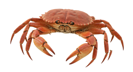 Isolated Red Crab with Claws Displaying Seafood Delicacy