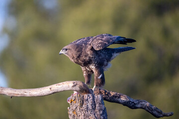 Common Buzzard (Buteo buteo) photographed in Spain