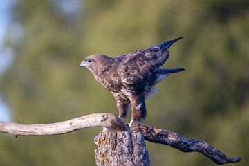 Common Buzzard (Buteo buteo) photographed in Spain