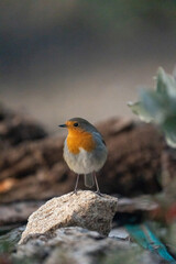 European Robin (Erithacus rubecula) photographed in Spain