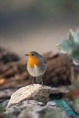 European Robin (Erithacus rubecula) photographed in Spain