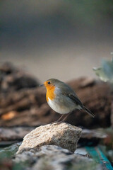 European Robin (Erithacus rubecula) photographed in Spain