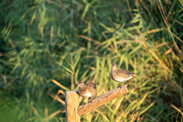 Mandarin duck (Aix galericulata) photographed in Spain