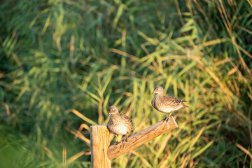 Mandarin duck (Aix galericulata) photographed in Spain