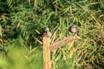 Mandarin duck (Aix galericulata) photographed in Spain