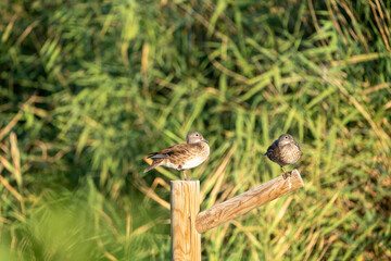 Mandarin duck (Aix galericulata) photographed in Spain