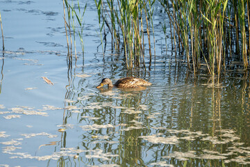 Gadwall (Mareca strepera) photographed in Spain