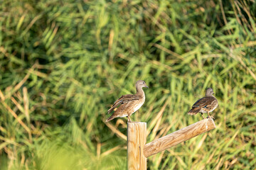 Mandarin duck (Aix galericulata) photographed in Spain