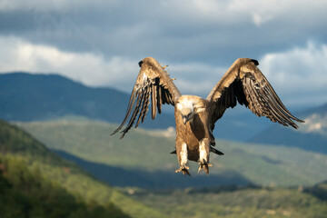 Griffon vulture (Gyps fulvus) photographed in Spain