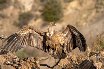 Griffon vulture (Gyps fulvus) photographed in Spain