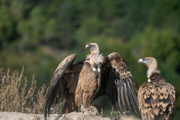 Griffon vulture (Gyps fulvus) photographed in Spain