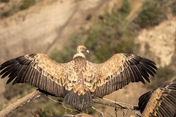 Griffon vulture (Gyps fulvus) photographed in Spain